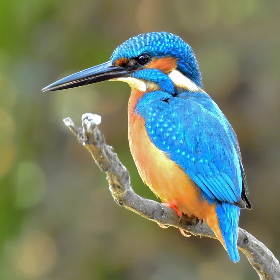 As Kingfishers Catch Fire | Toward Beauty
